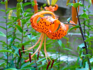 Tiger Lilly in a garden