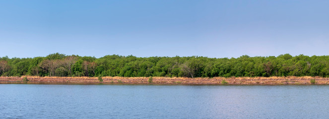 Mangroves forest in tropical countries with blue sky