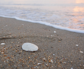 波打ち際の貝殻