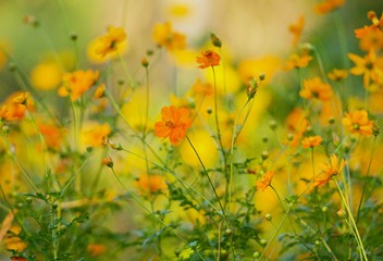Subtle yellow background. Scenic nature summer background of small wild meadow flowers at evening. Soft focus blured image at sunny sunset time.