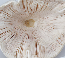 close up Organic Straw Mushroom isolated on white background