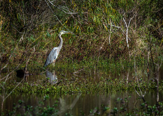 Great Blue Heron in a marsh along the nature trail in Pearland!