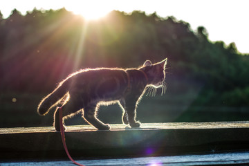 kot w słońcu