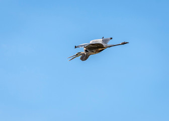 Great Blue Heron in flight over the nature trail in Pearland!