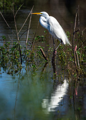 A Great Egret perched over water!