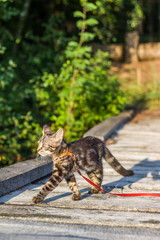kot spacerujący, wolny kot