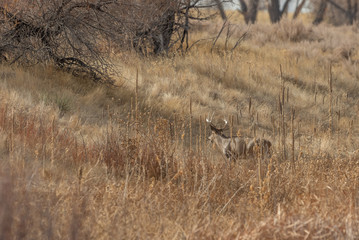 Obraz na płótnie Canvas Whitetail Deer Buck in Colorado During the Fall Rut