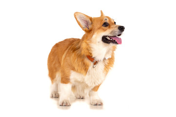 Welsh Corgi Cardigan