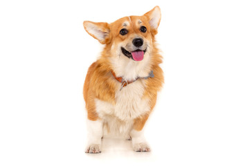 Welsh Corgi Cardigan