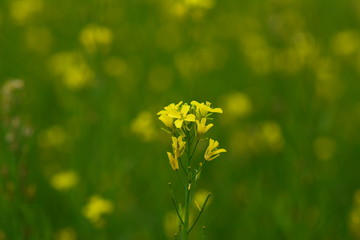 Mustard flower field is full blooming.