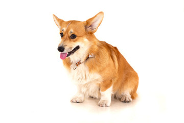 Welsh Corgi Cardigan