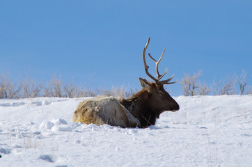 Winter Yellowstone Elk in Snow