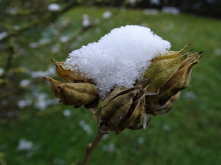 Hibiskuspflanze mit Schnee