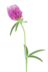 Clover or trefoil flower medicinal herbs isolated on white background