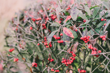 Nature  Rote Beeren