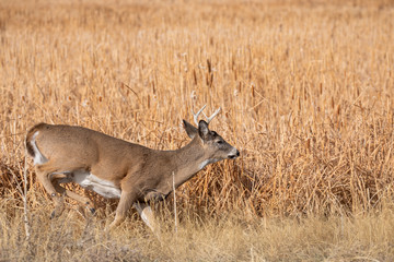 Whitetail Deer Buck in Colorado During the Fall Rut