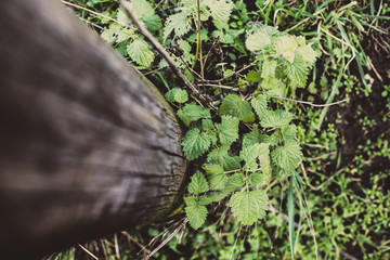 Nature Brennessel 