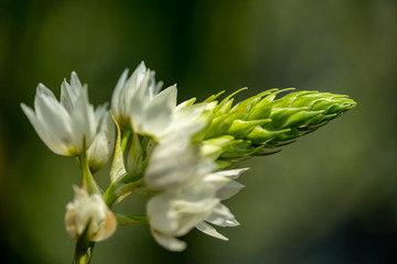 pointed white flower