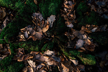 Nature Baumstamm