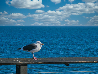Seagull Over Blue Sea