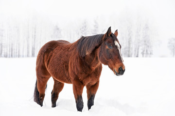 Dark brown horse walks on snow covered meadow, blurred trees in background