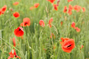 Bright red wild poppies growing in green wheat field, bloom heads wet from rain