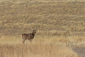 Whitetail Deer Buck in Colorado During the Fall Rut
