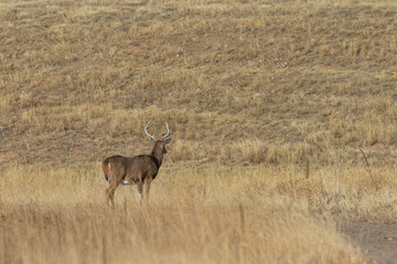 Naklejka premium Whitetail Deer Buck in Colorado During the Fall Rut