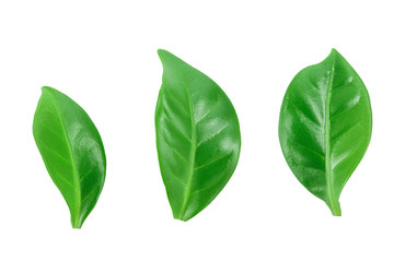 Green coffee leaves isolated on a white background.