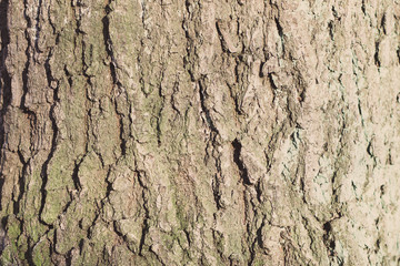 Nature tree Structur