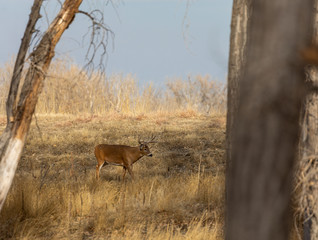 Whitetail Deer Buck in Colorado During the Fall Rut