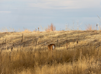 Whitetail Deer Buck in Colorado During the Fall Rut