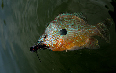 Long eared sunfish on a popper