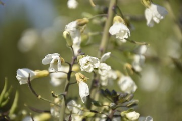 white flowers
