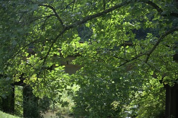 GEORGIA OUTDOORS1