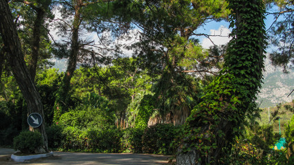 park, trees and road with mountains and blue sky in the background