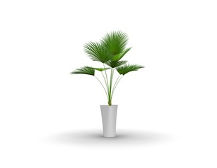 Plant in Pot on Isolated White Background, 3D Rendering