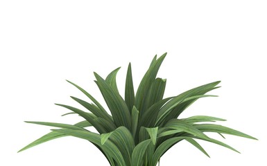 Plant Isolated on White, 3D Rendering