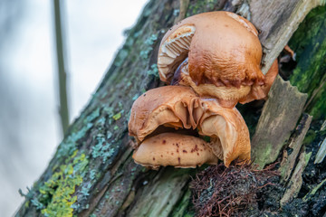 a brown tree fungus grows on a moss-covered tree trunk