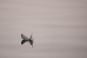a small feather floats peacefully on the calm waters of a lake