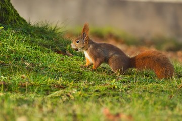 Naklejka na ściany i meble Ein Eurasisches Eichhörnchen auf einer grünen Wiese im Herbst mit einer Haselnuss im Mund, sciurus vulgaris