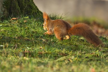 Ein Eurasisches Eichhörnchen versteckt im Herbst eine Nuss in der Wiese, sciurus vulgaris