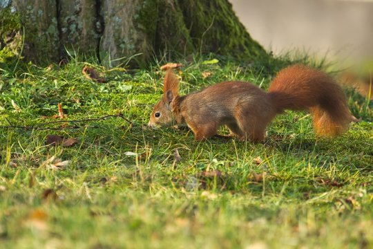 Ein Eurasisches Eichh&ouml;rnchen versteckt im Herbst eine Nuss in der Wiese, sciurus vulgaris