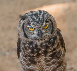 portrait of smaller owl with yellow eyes