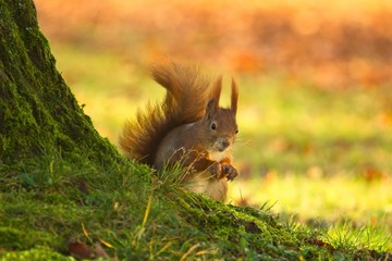 Ein Eurasisches Eichhörnchen sitzt im Herbst mit einer Nuss in der Wiese, sciurus vulgaris