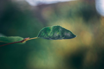 Green Leaf on blurry Background