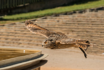 big owl flying low by pool of water