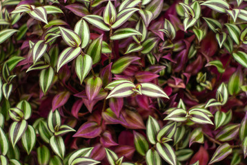 natural floral background of colorful leaves of tradescantia zebrina