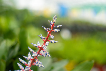 Aechmea inflorescence close-up on a blurred background