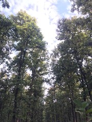 forest view.